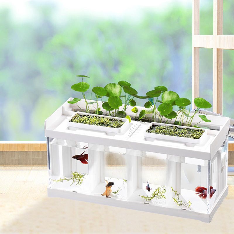 Аквариум Для Петушка