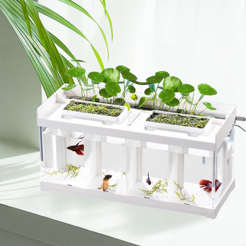 Аквариум Для Петушка