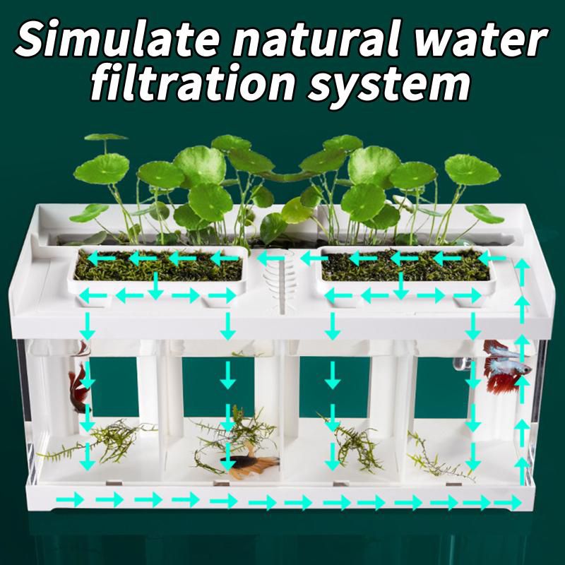 Аквариум Для Петушка