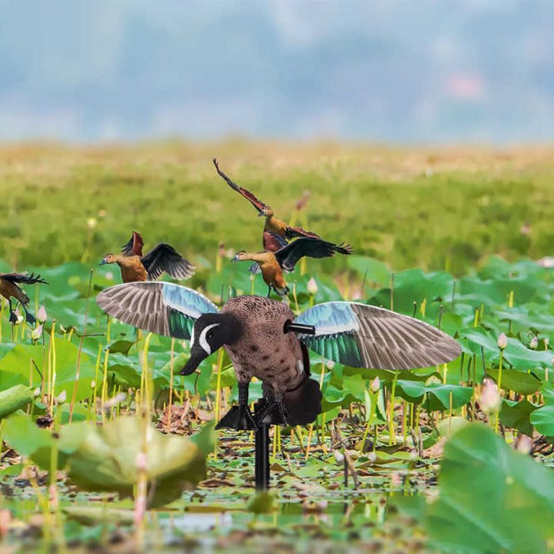 Махокрыл Утка Для Охоты