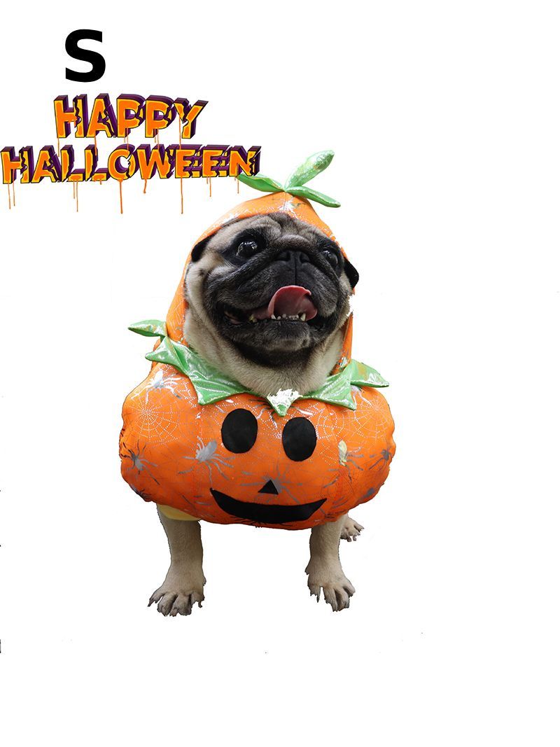 Костюм Для Кота Смешной