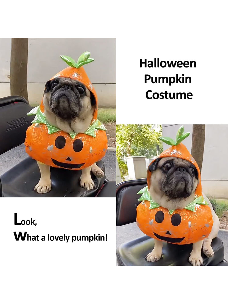 Костюм Для Кота Смешной