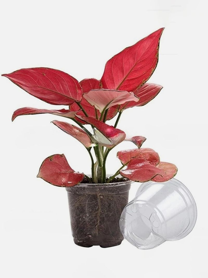 Мини Парник Для Рассады С Крышкой