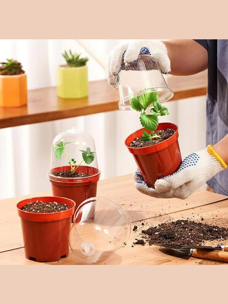 Мини Парник Для Рассады С Крышкой