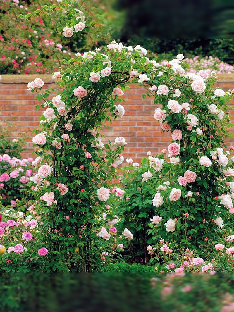 Арка Для Клематиса Садовая