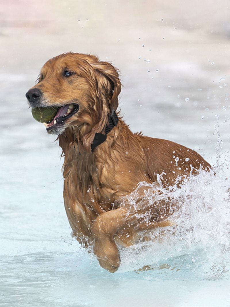 Ошейник С Gps Для Кошек